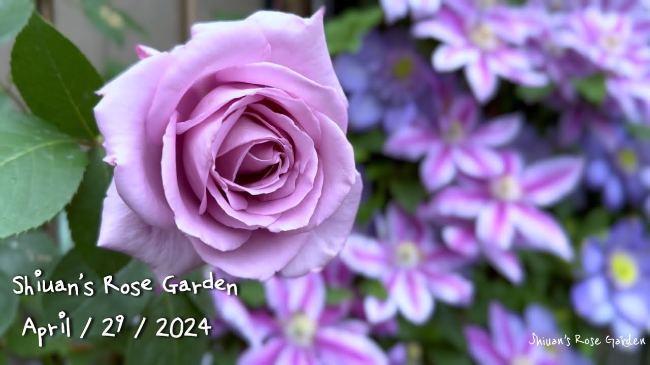 2024（7）Shiuan‘s Rose Garden 2024/4/29   花園日記