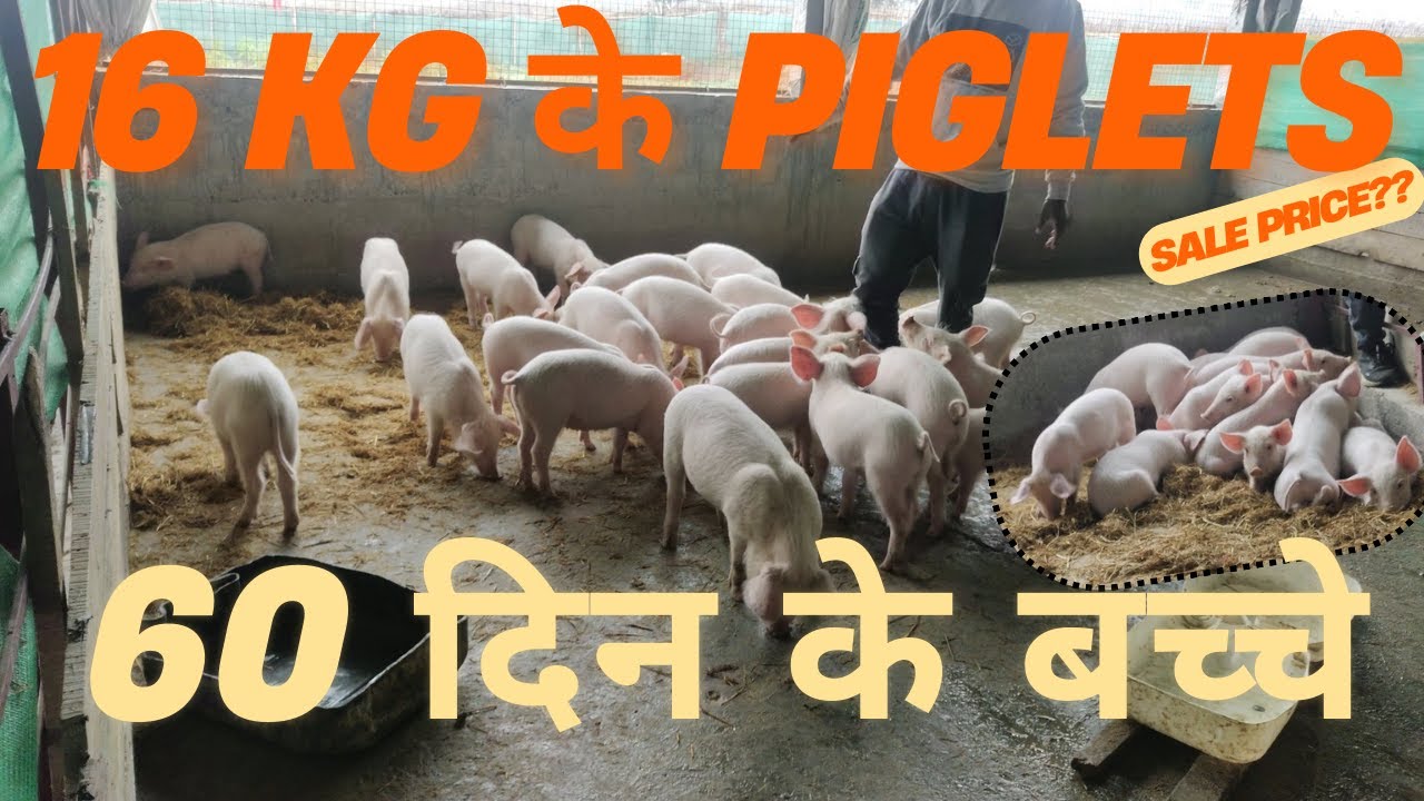 Piglets in Bagdogra (Siliguri) • Large White Yorkshire • Pig Farm in West Bengal New Video 2025