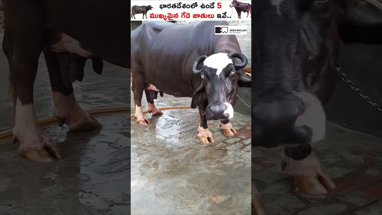 Top 5 Buffalo Breeds in India! #buffalofarming #buffalofarm #buffalo