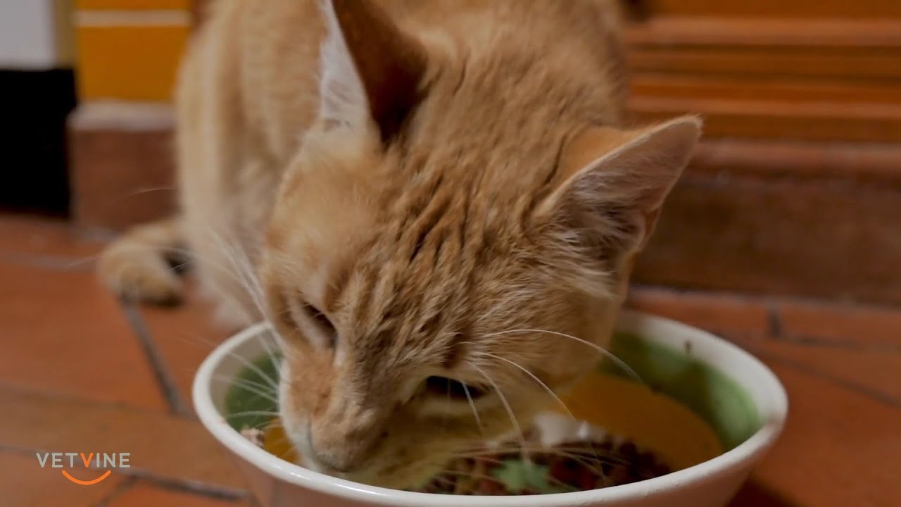 Why Diet is so Important in Cats with Chronic Kidney Disease