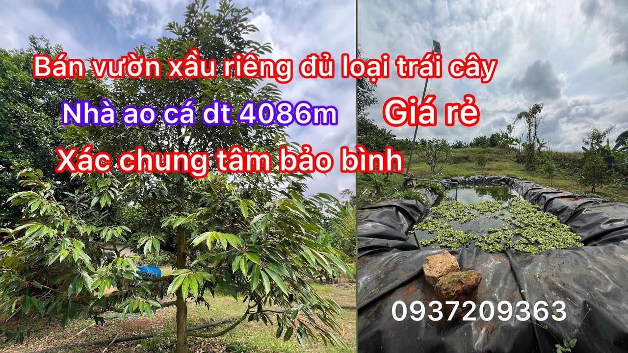 Chủ cần bán lô đất vườn xầu riêng nhà vườn đủ loại trái cây dt 4086m xã bảo bình ở chung tâm
