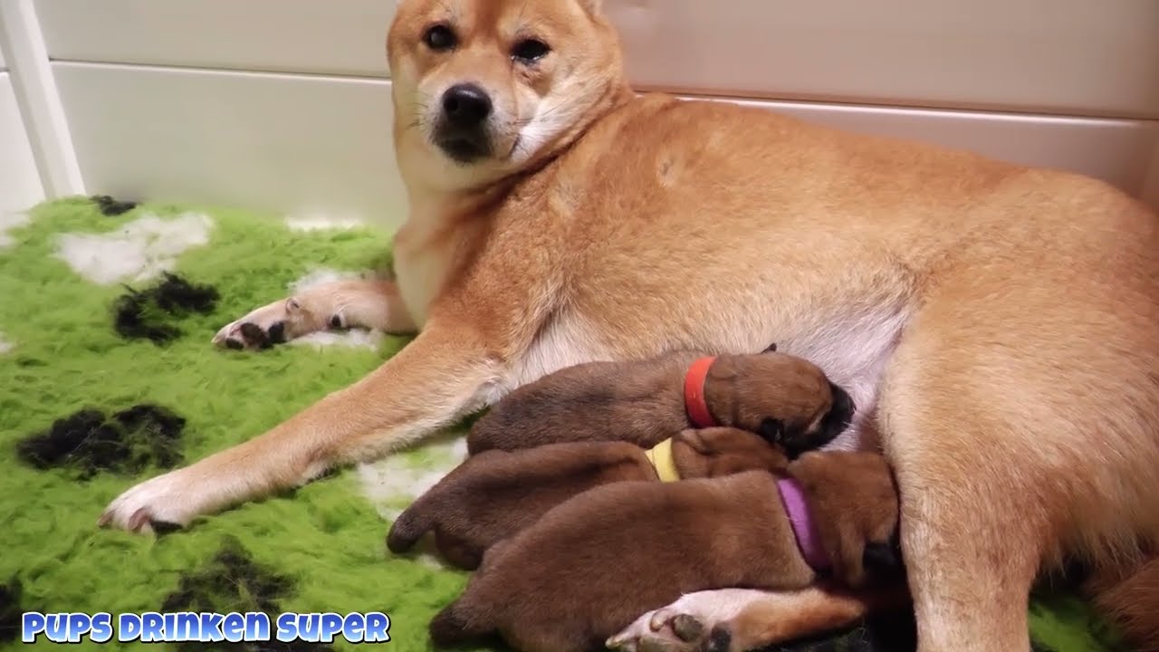 Een onverwacht moment wat we niet aanzagen komen 12 december 3 Puppy's week 1 #340