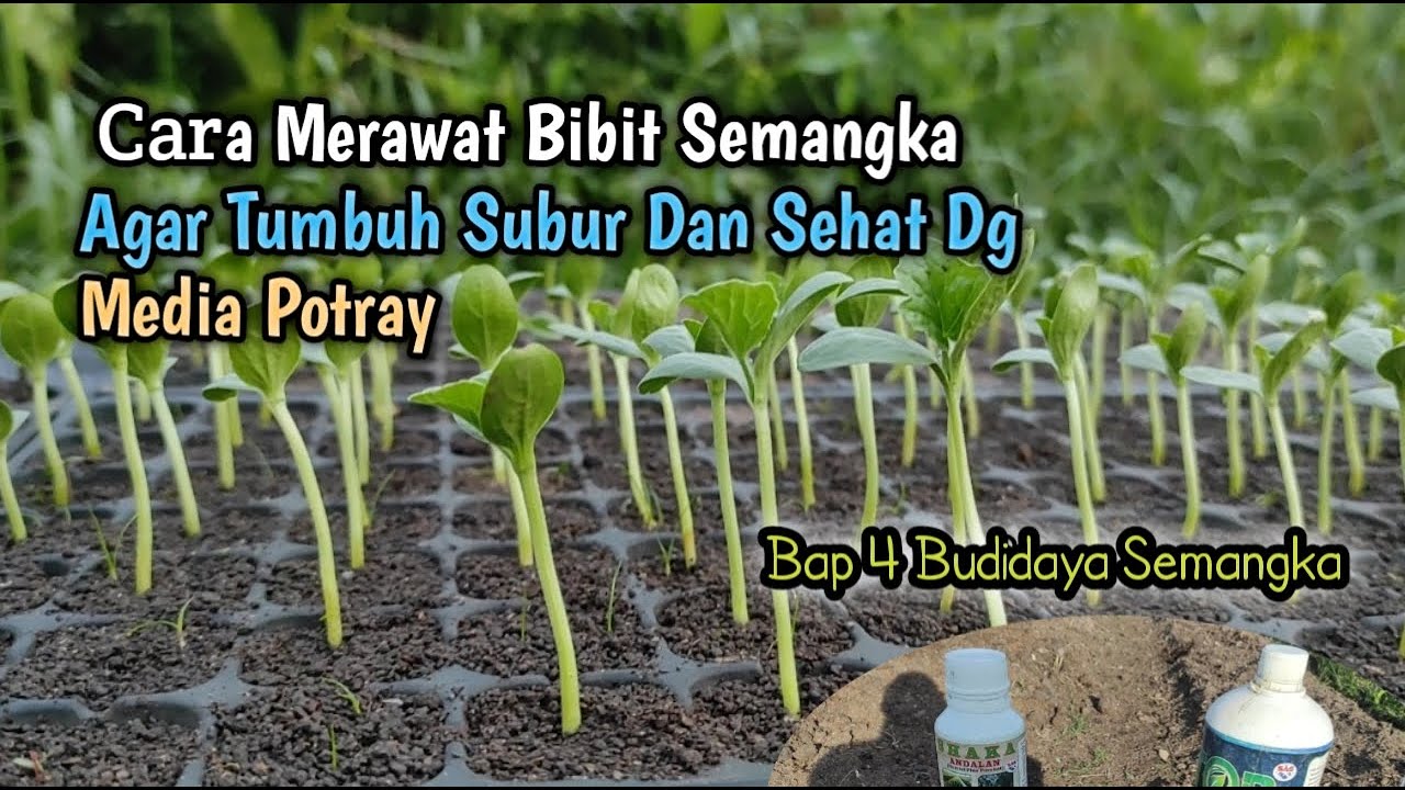 Cara Merawat Bibit Semangka Agar Tumbuh Subur Dan Sehat Dg Media Potray