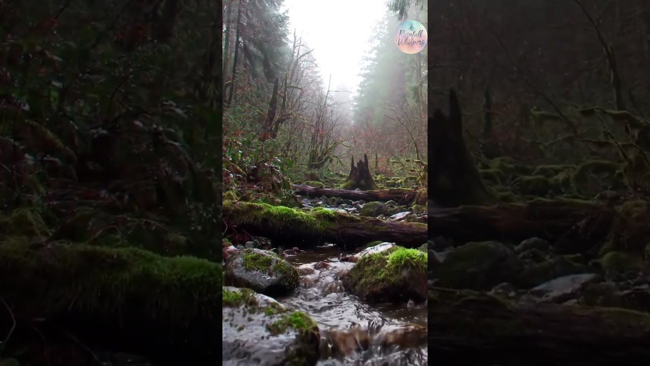 Mystical Moss-covered Forest  I 5 Seconds Relax I Sleeping, Relaxing, Study, Calm, Good, Rain, ASMR