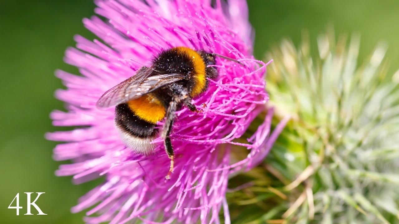 Bumblebee Extracts Nectar From Beautiful Dahlia Flower, Micro Nature, 4k Video.
