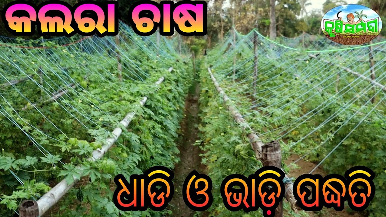 ଧାଡି ଓ ଭାଡ଼ି ପଦ୍ଧତିରେ କଲରା ଚାଷ                      Bittergourd Cultivation