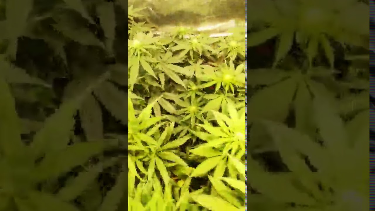 Uprawa konopi, marihuany indoor #marihuana #konopie #indoor