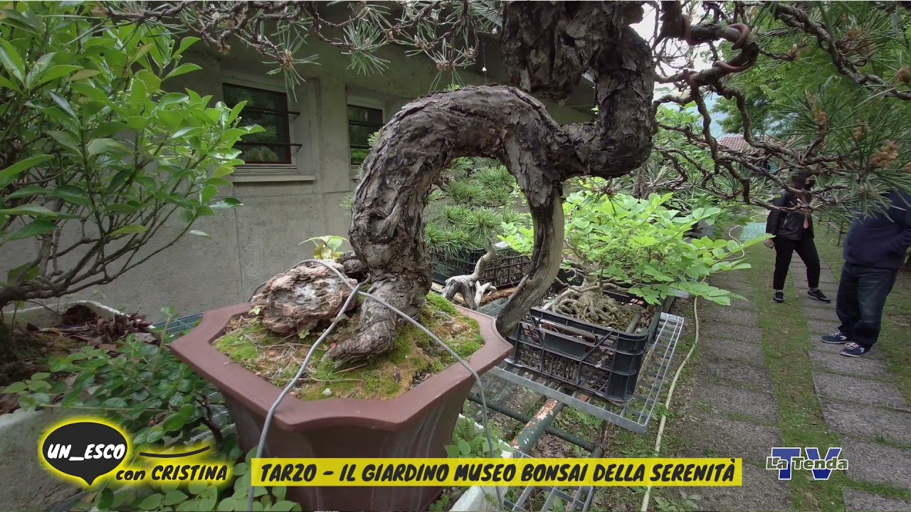 Un_esco con Cristina - Tarzo - Il Giardino Museo Bonsai della Serenità