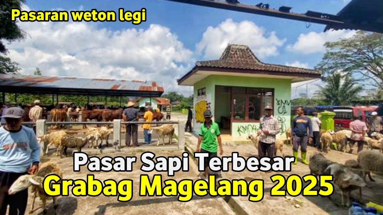 Suasana Kondisi Harga Pasar Hewan Sapi Kambing  Domba Lereng Gunung Andong Grabag Magelang 2025