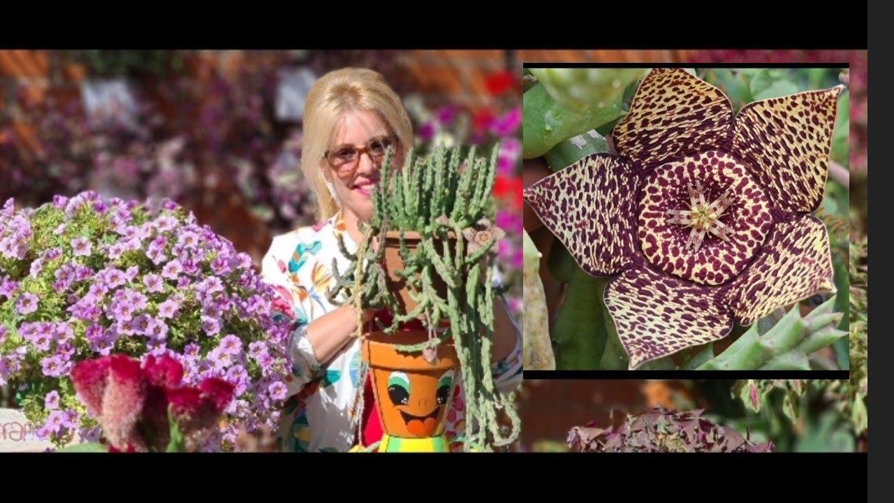 FLOR DE LAGARTO STAPELIA VARIEGATA ubicación riego abono reproducción