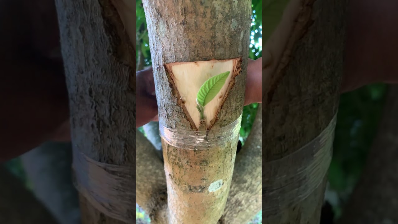 Guava and mango tree grafting​