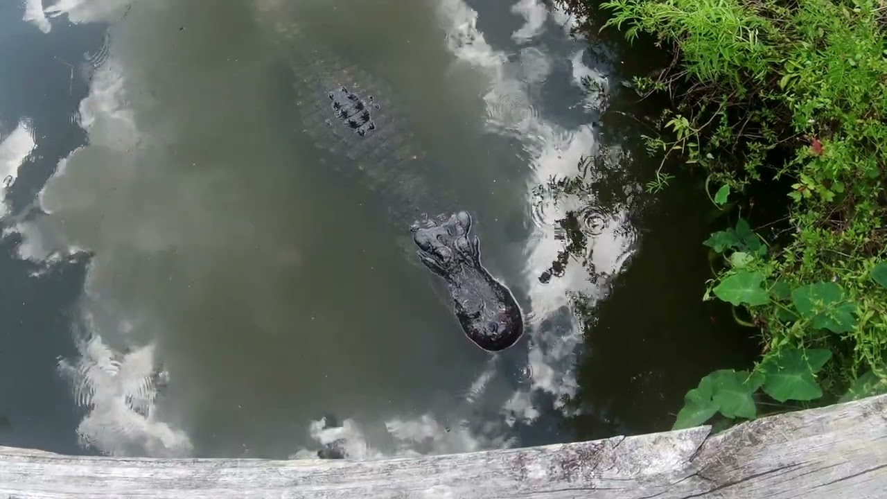 Gatorland Orlando, FL 07/20/2023
