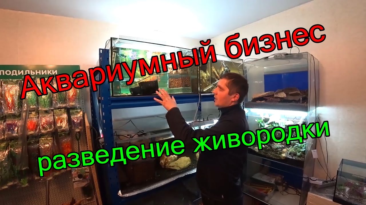 Аквариумный бизнес, разведение живородки.