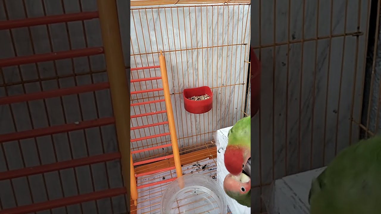 African Love Birds🐥 is live!