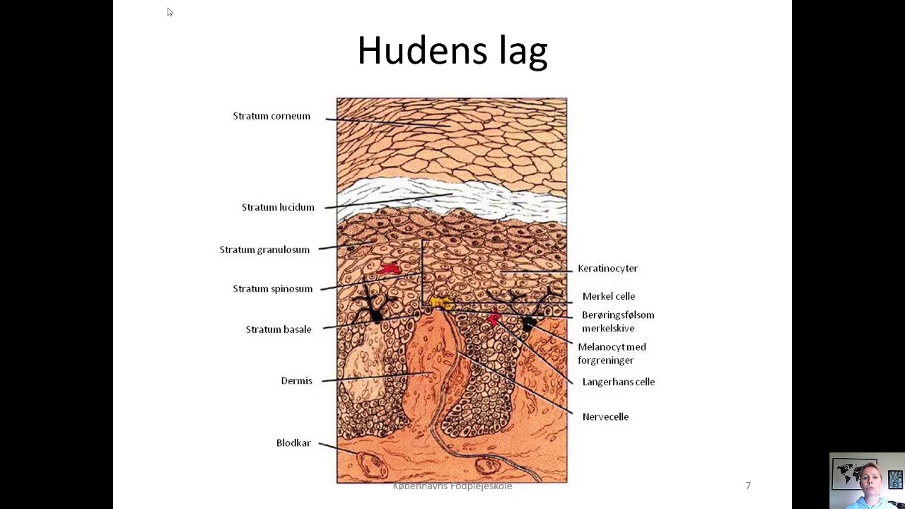 Hudens opbygning