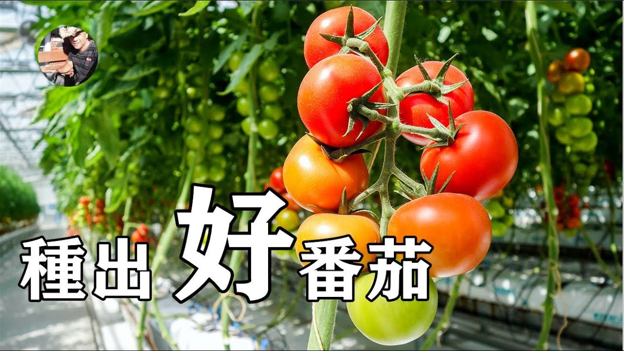 記住這5點，輕松種好番茄，如何種植番茄？/记住这5点，轻松种好番茄，如何种植番茄？