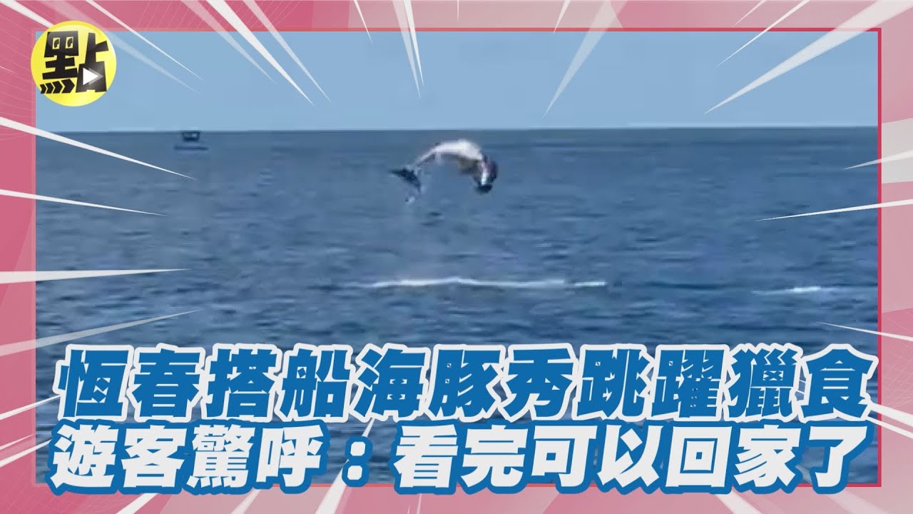【每日必看】恆春搭船海豚秀跳躍獵食 遊客驚呼:看完可以回家了