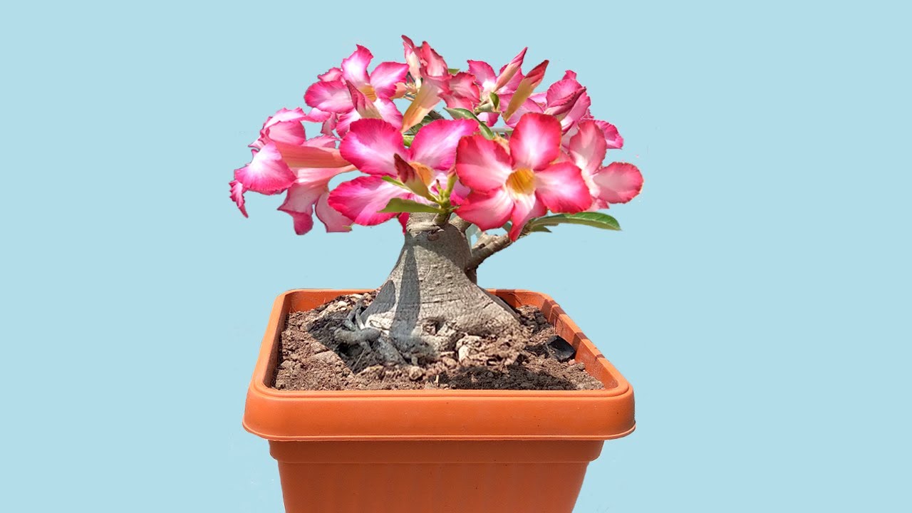 How to Repot Mini Adenium Bonsai with Flowers