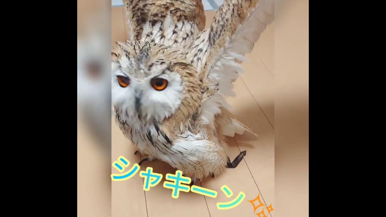 シベリアワシミミズク　深夜の。。楽しい水浴び♪  /  Bathing of an owl ♪