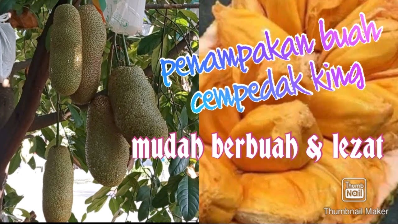 ini wujudnya.. buah cempedaknya #salah satu jenis yang terlezat..