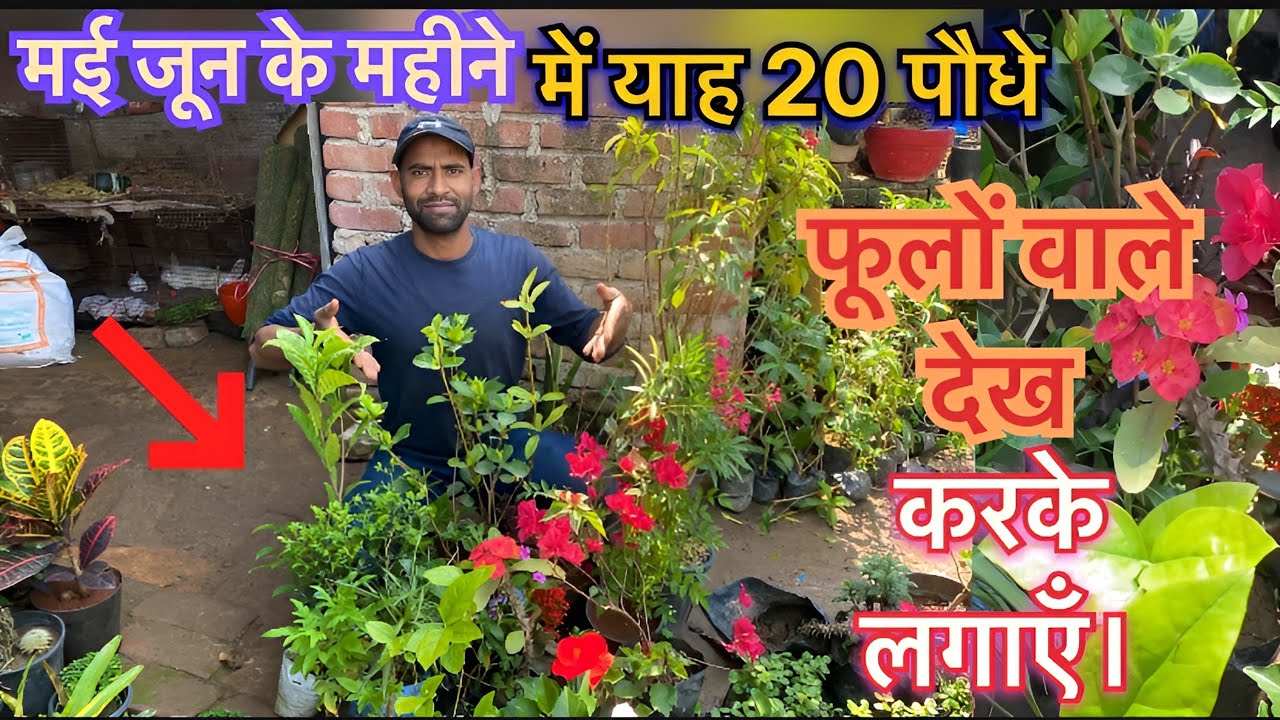 🔴Tez dhup mein chalne | wale yah 20 paudhe Phoolon Ke lagaen