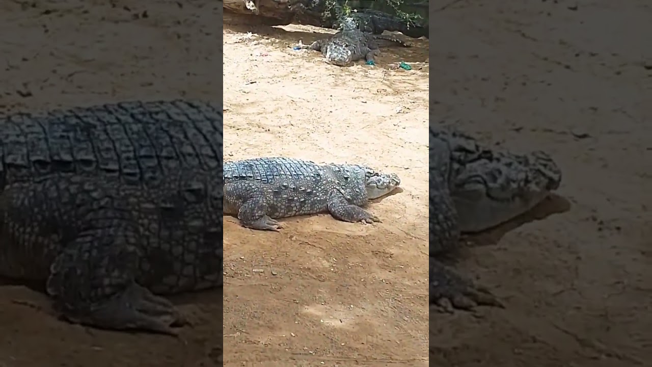 #mangopeer#crocodile