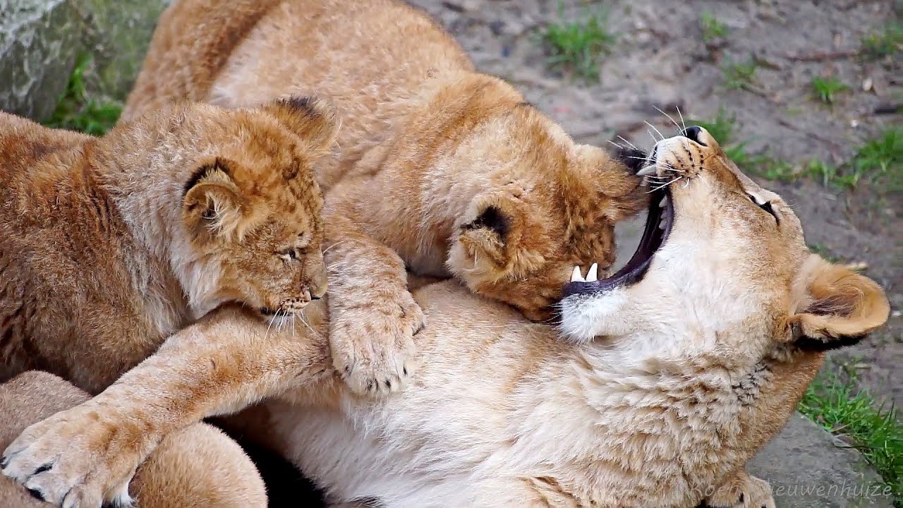 Leeuwen Zoo Antwerpen maart (deel 2/3: 11-13-15 maart)