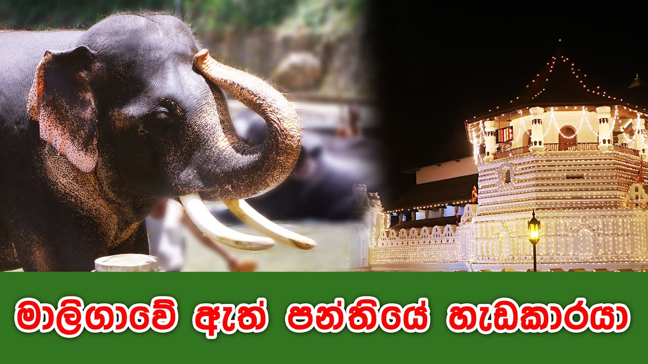 Pulathisi Raja ඒකදන්ත ඇතුගේ කදුලු මතින්  පුලතිසි රාජා  ගැන හඬ අවදිකල අයිවන්  දිනක අපි දළදා රැගෙන යමි