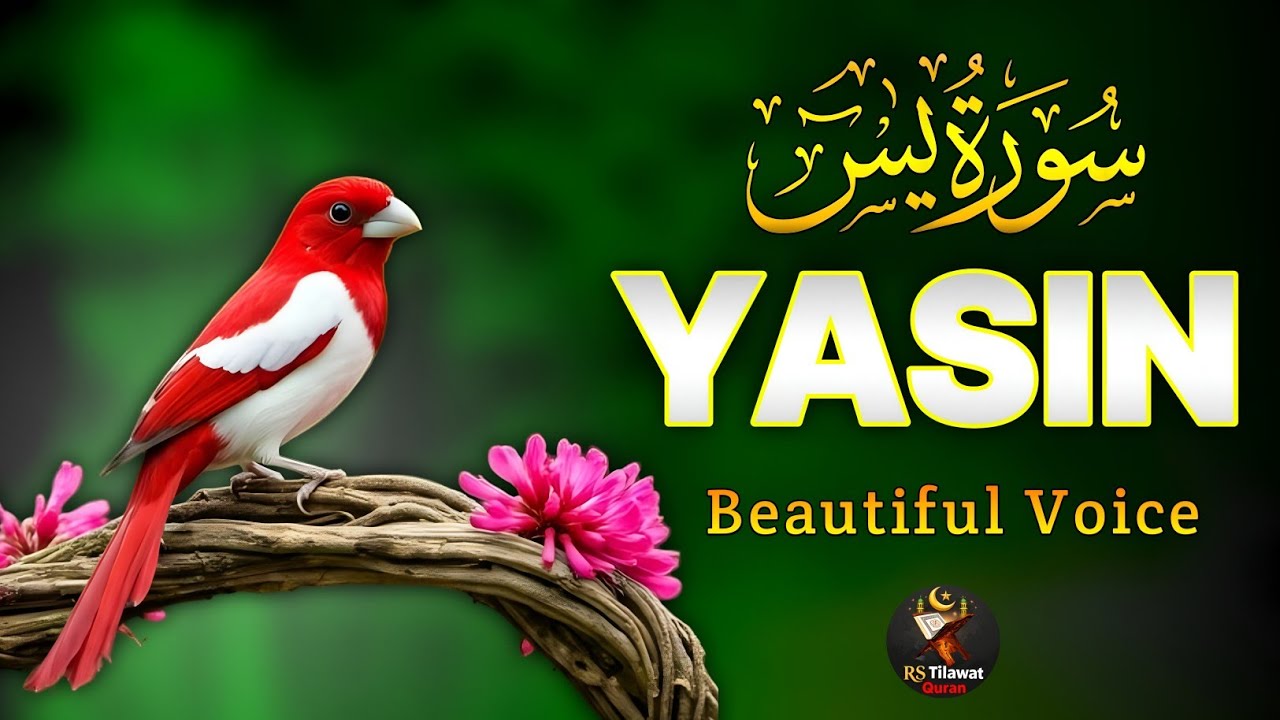 Surah Yaseen سورة يس | Soul Soothing Quran Recitation for Deep Sleep & Healing