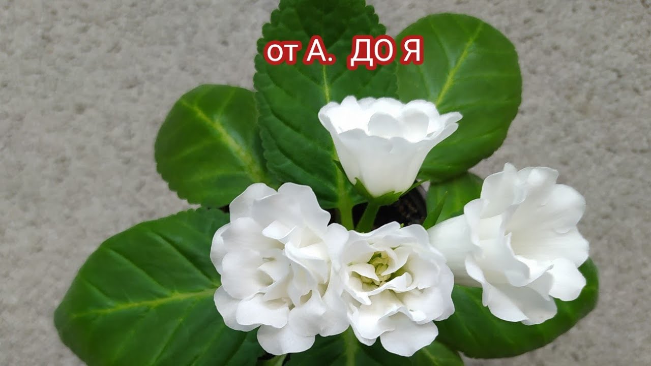 ОТ ЛИСТА ДО 2 ЦВЕТЕНИЯ.МИНИ МОРОЗНОЕ УТРО, ГЛОКСИНИИ.