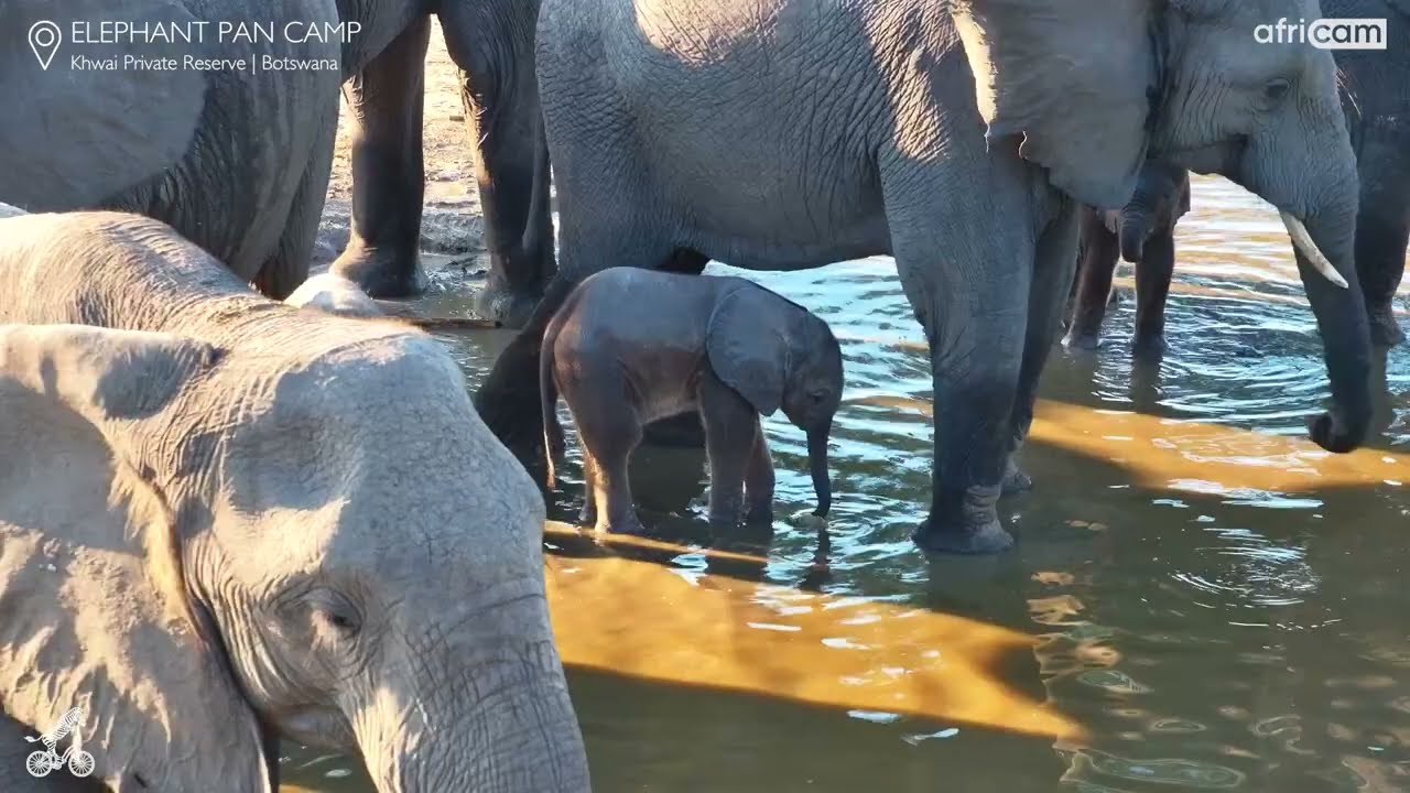 Watch Closely… Calf Figures Out Its Trunk