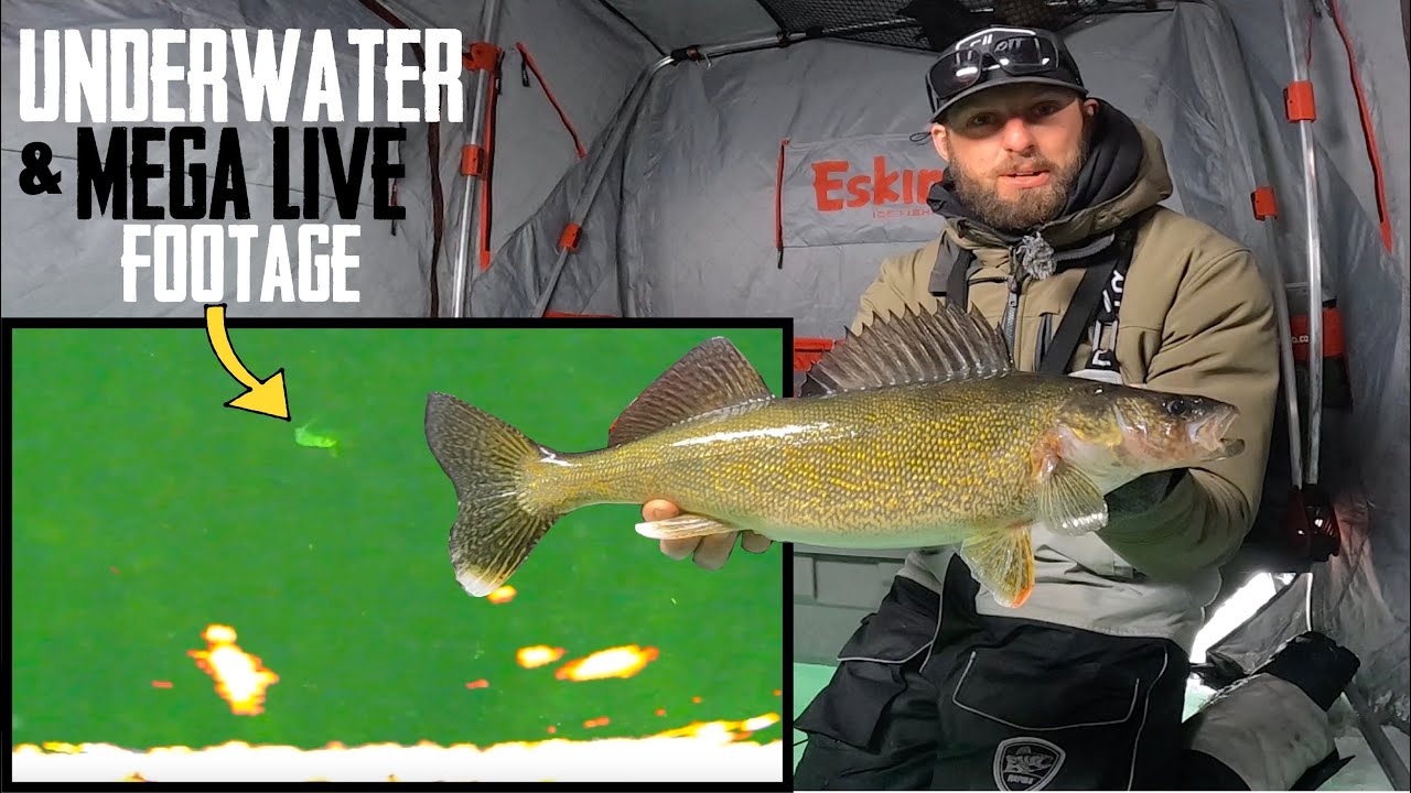 Ice Fishing AGGRESSIVE Walleyes Jigging + UNDERWATER Footage!