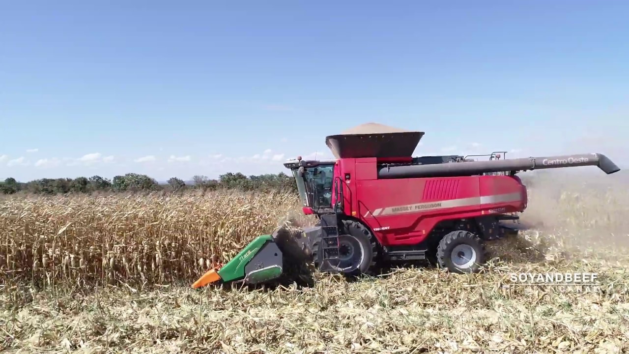 Massey Ferguson 9895, na colheita de milho