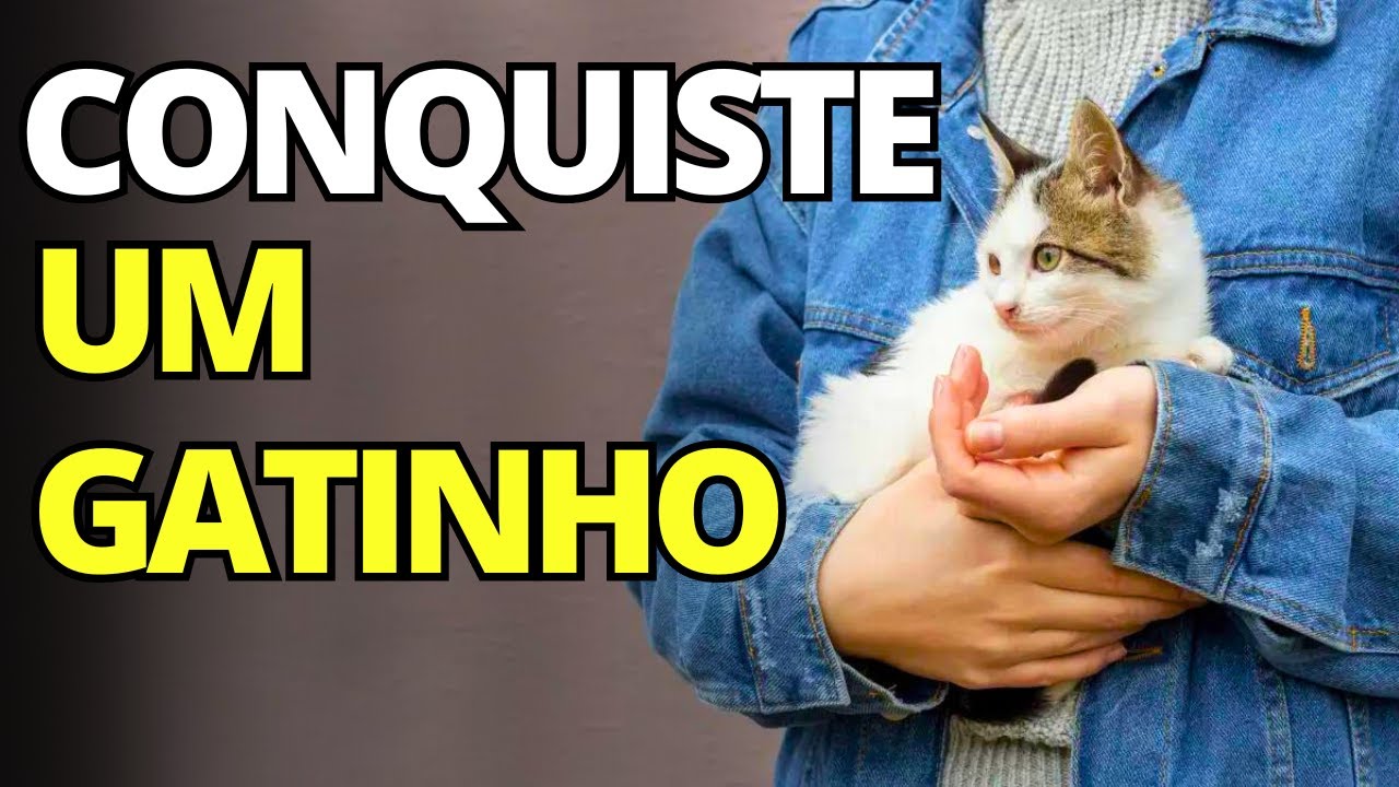 COMO GANHAR a CONFIANÇA de um GATO