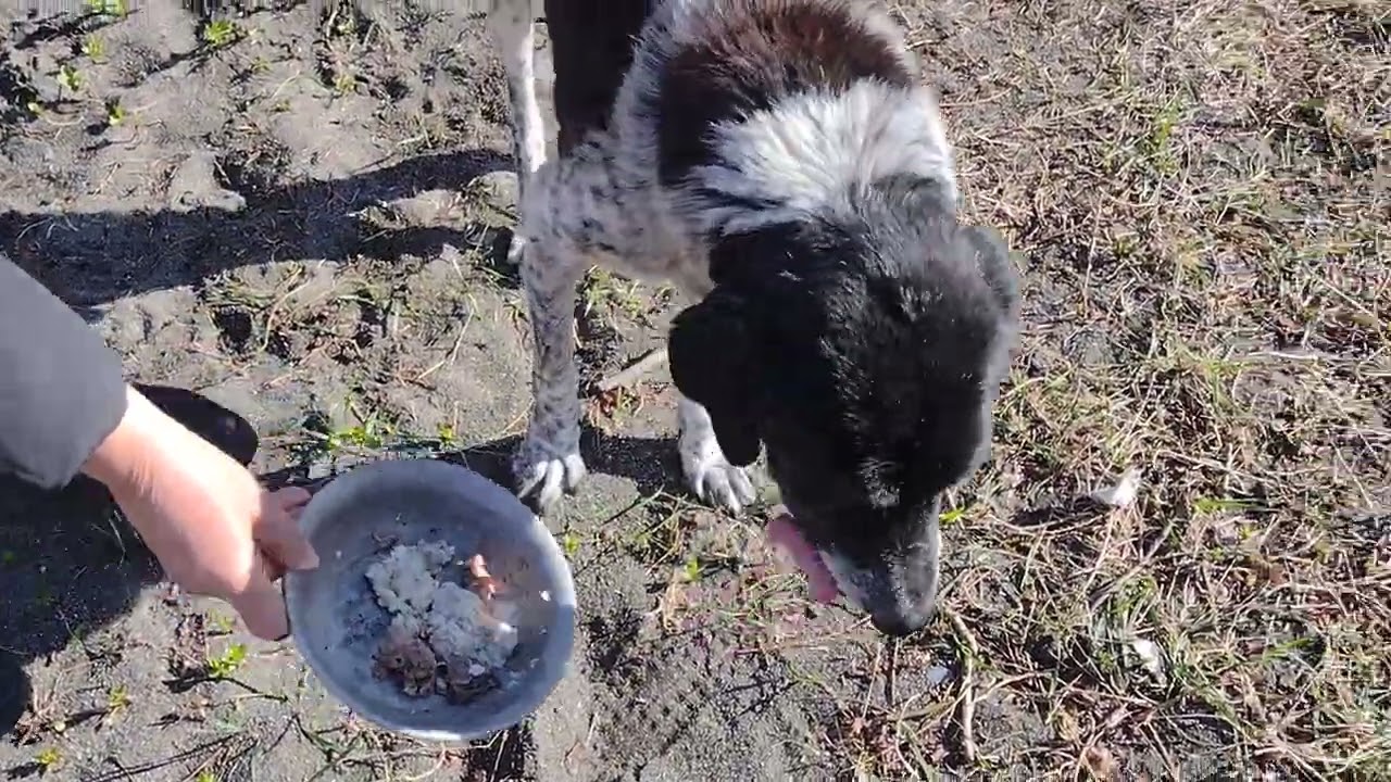 Kind pensioners feed homeless dogs.