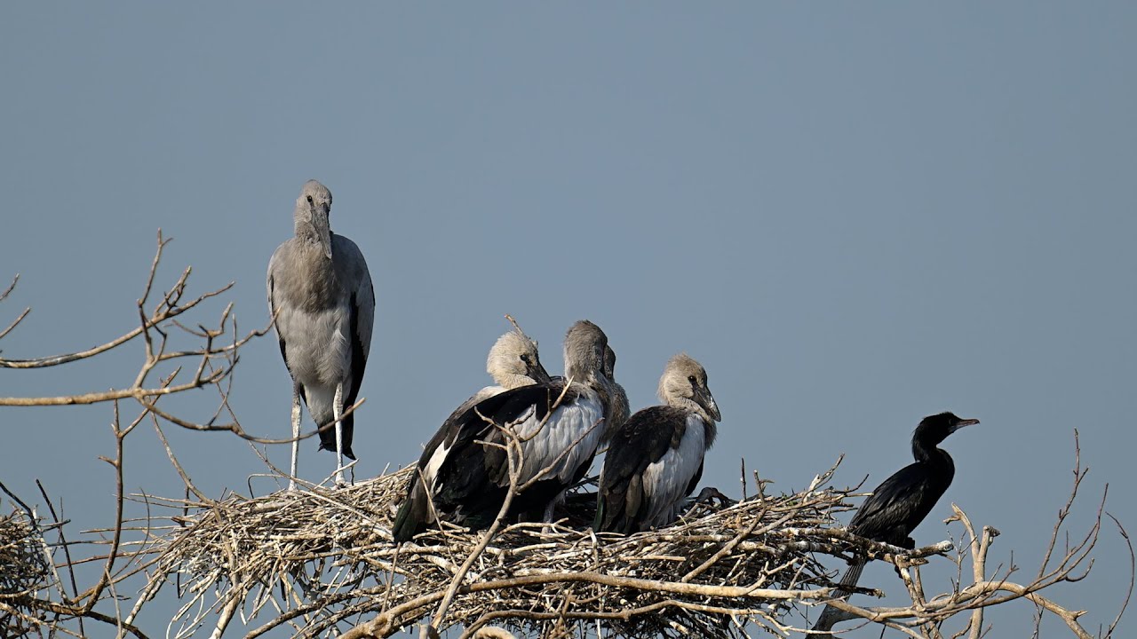 Exploring a Tranquil Bird Sanctuary Where Nature and Wildlife Thrive  0062