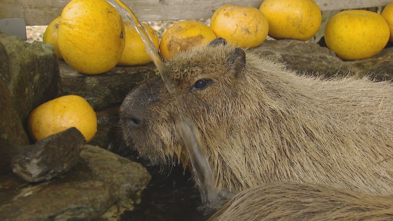カピバラの長風呂対決　長崎バイオパーク初Ｖに密着！