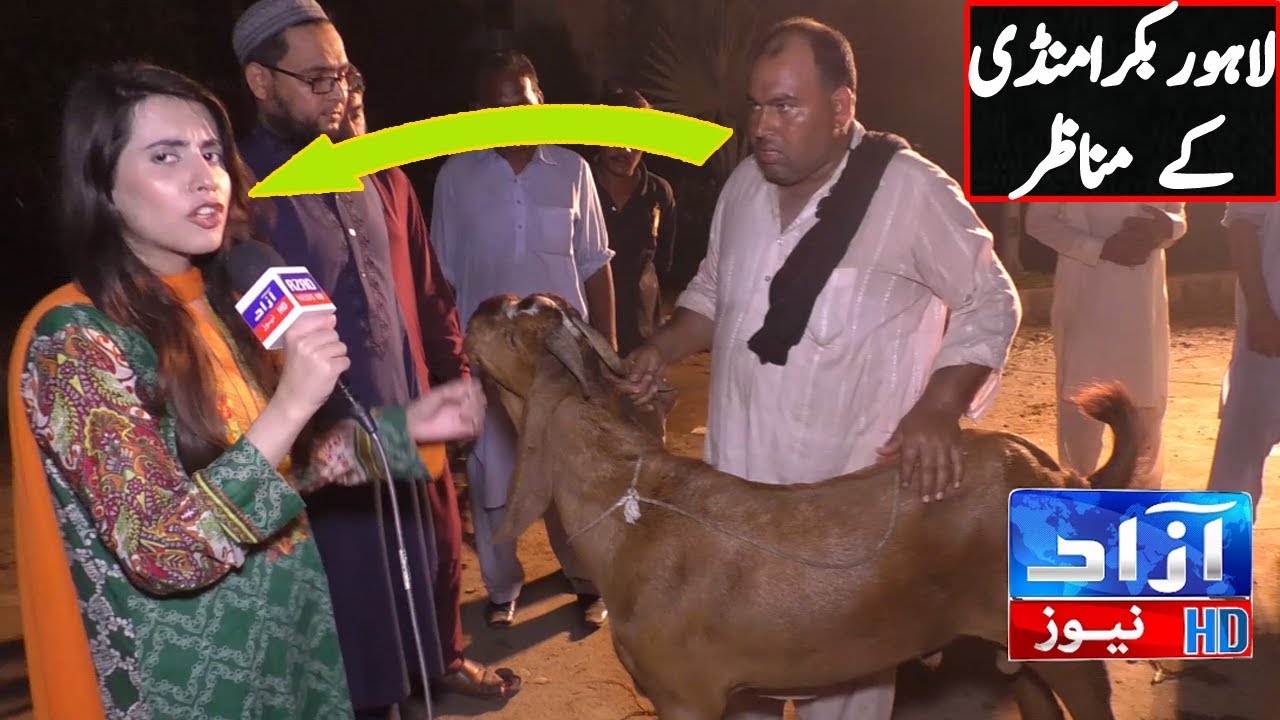 Lahore Bakra Mandi 2018| Azaad news anchor in Mandi | Maryam Arshad program in mandi