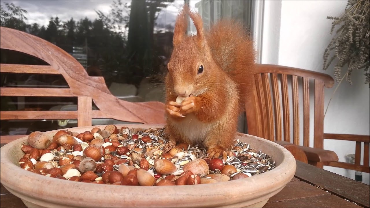 Lucky kommt zurück :-)