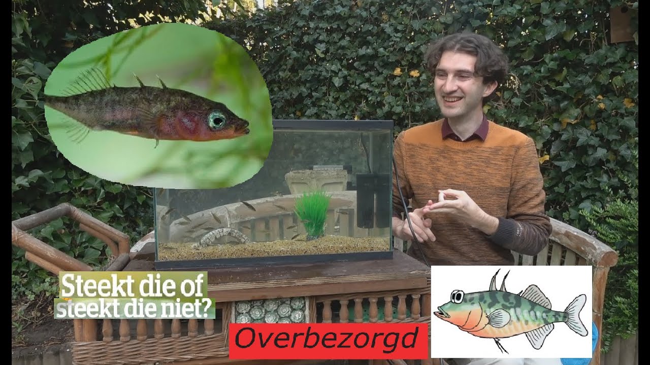 ANIMALIA - Driedoornig stekelbaarsje kan (niet) steken?