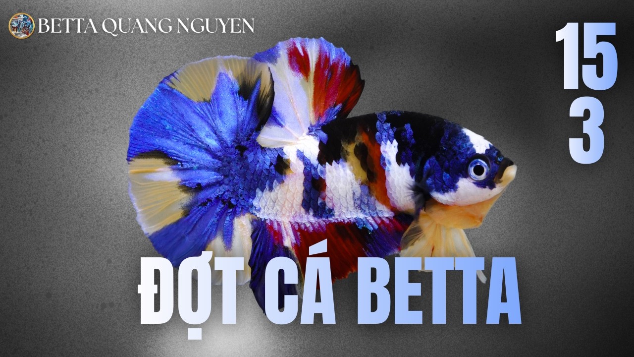 Đợt C&aacute; Betta Vip Ng&agrave;y 15 Th&aacute;ng 3 - NHỮNG SI&Ecirc;U PHẨM C&Aacute; BETTA CHỈ TỪ 300K