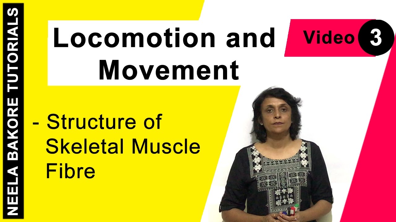 Locomotion and Movement | NEET | Structure of Skeletal Muscle | Neela Bakore Tutorials