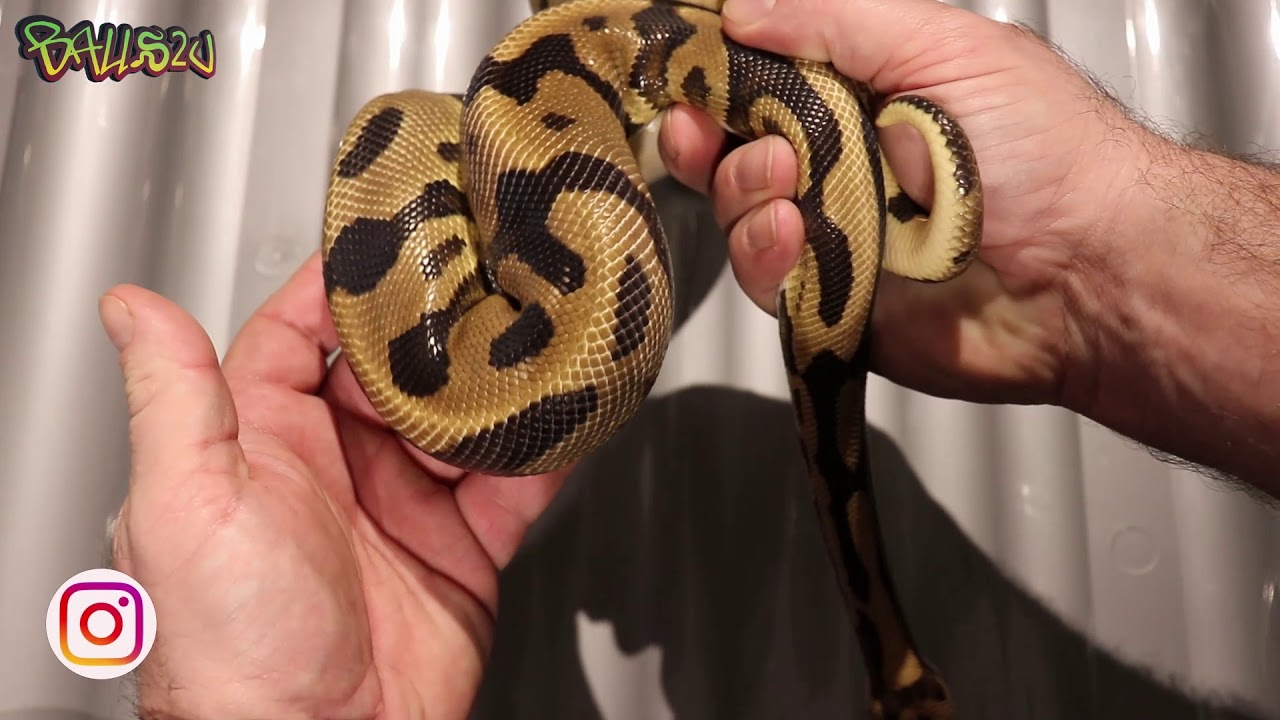 BASE MORPH: The Super Leopard