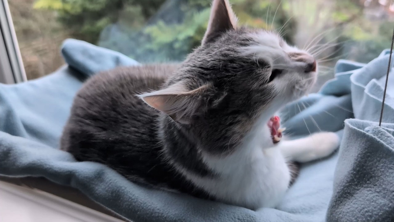 rainy afternoon nap with cat 😴 chill lofi music to help you focus/unwind