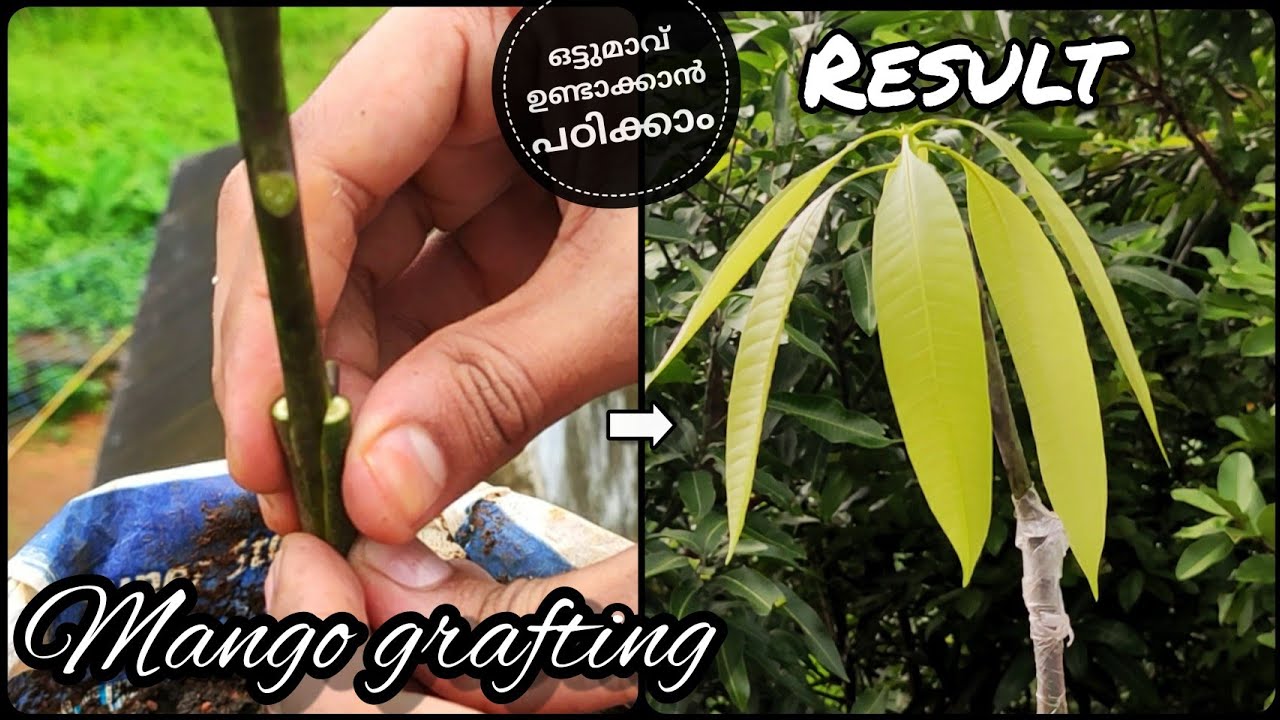 Grafting in mango tree | ഇനി ആർക്കും ഒട്ടുമാവ് തൈകൾ തയ്യാറാക്കാം | With 100% Success tips