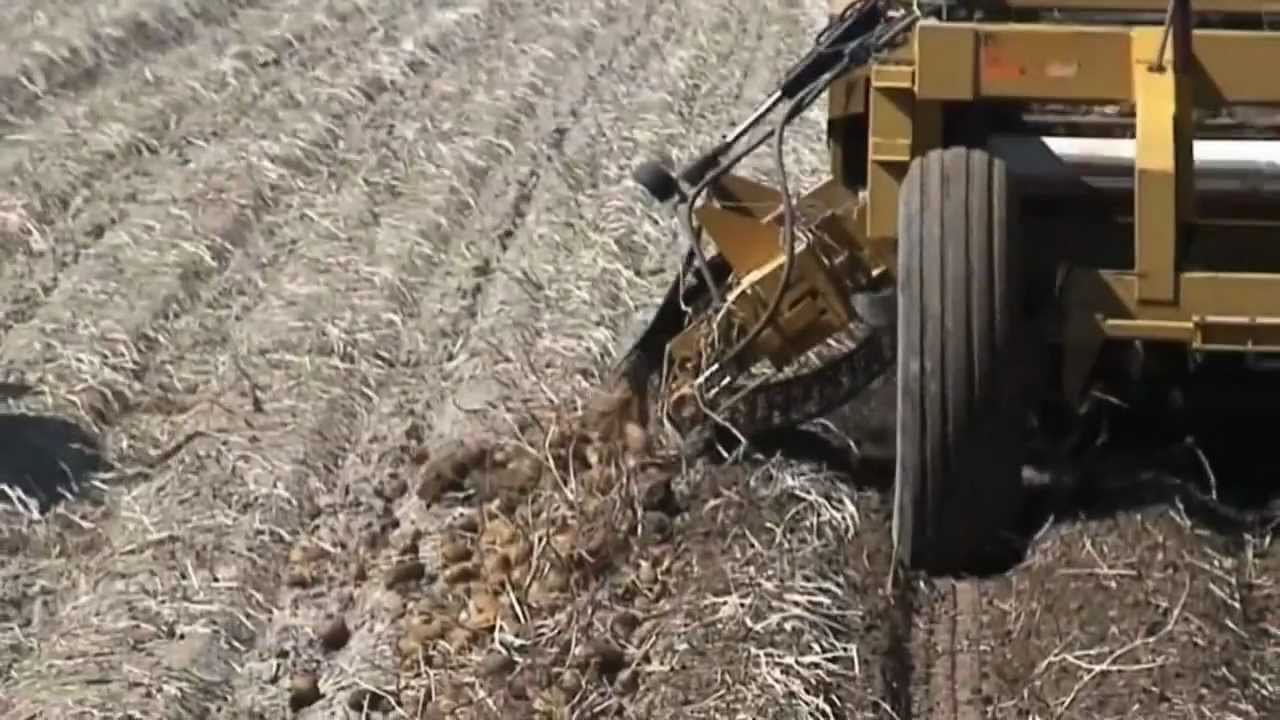 Double L 4-Row 851 Potato Windrower