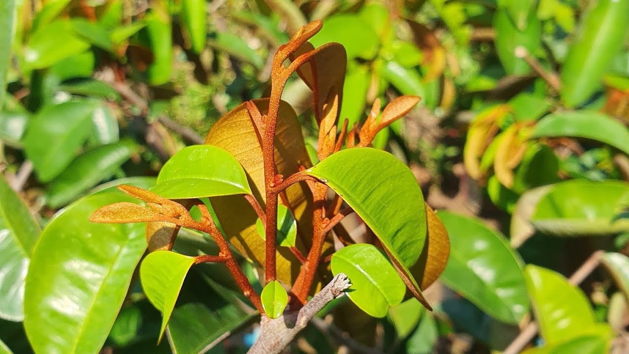 Vú sữa mica giống (Chuẩn giống), Cây trồng kinh tế  0907 997 798 Thiện