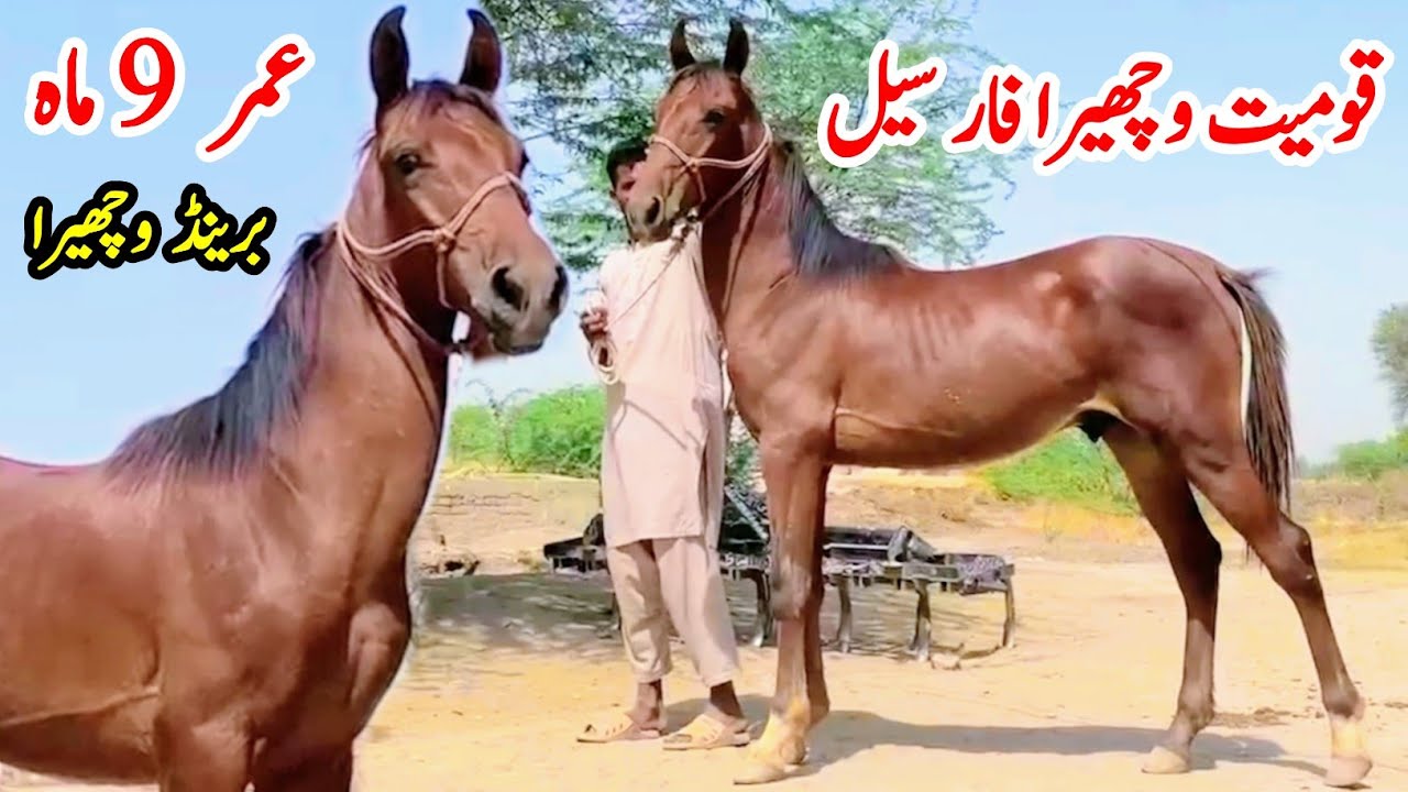 Kumait Wachera For Sale | Horse For Sale In Pakistan 2025