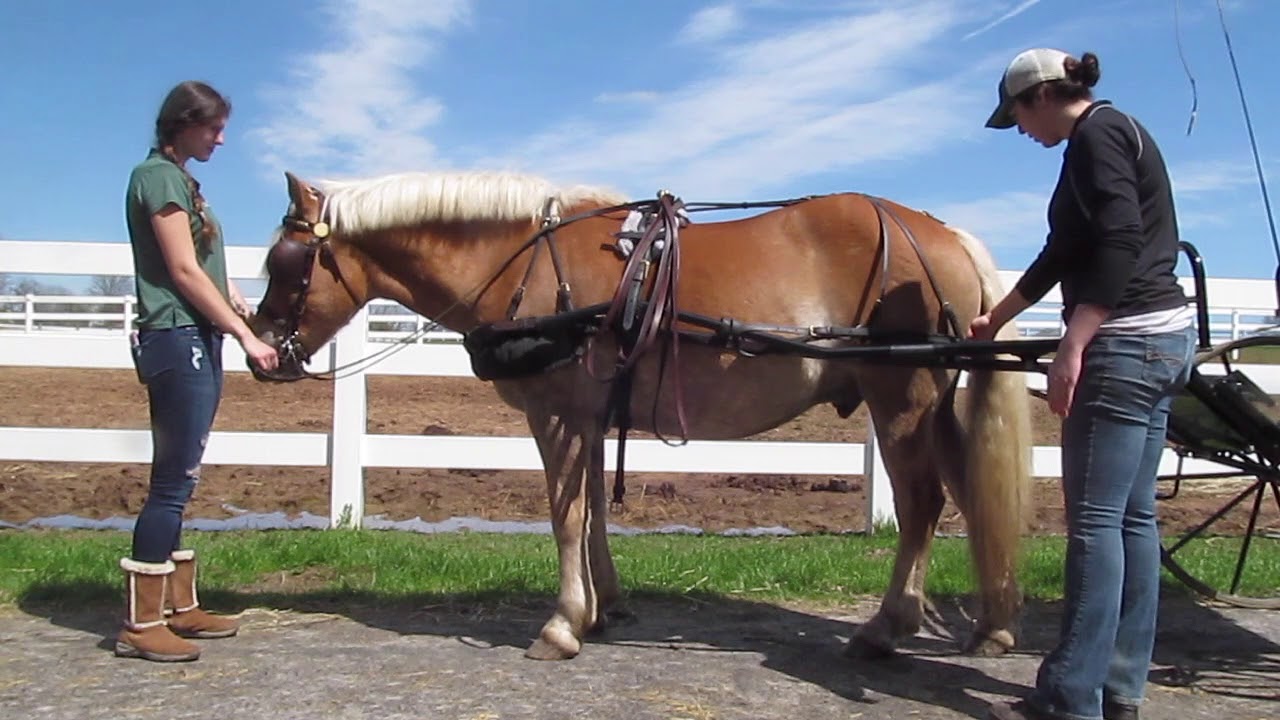 Hitching/Unhitching a Single Horse