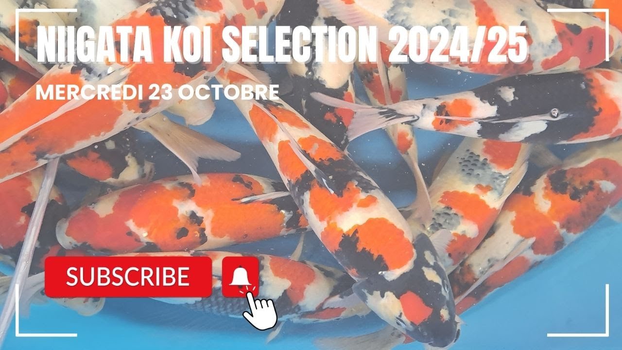 Immersion chez les éleveurs Koi de Niigata